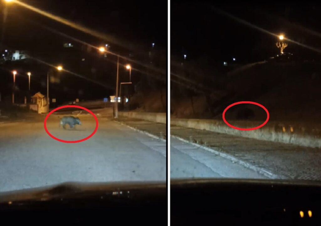 Javalis filmados junto ao hospital de Abrantes (c/ vídeo) javalis