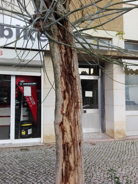 Cidadãos alertam para árvores em perigo arvores 6372041444877664256 n