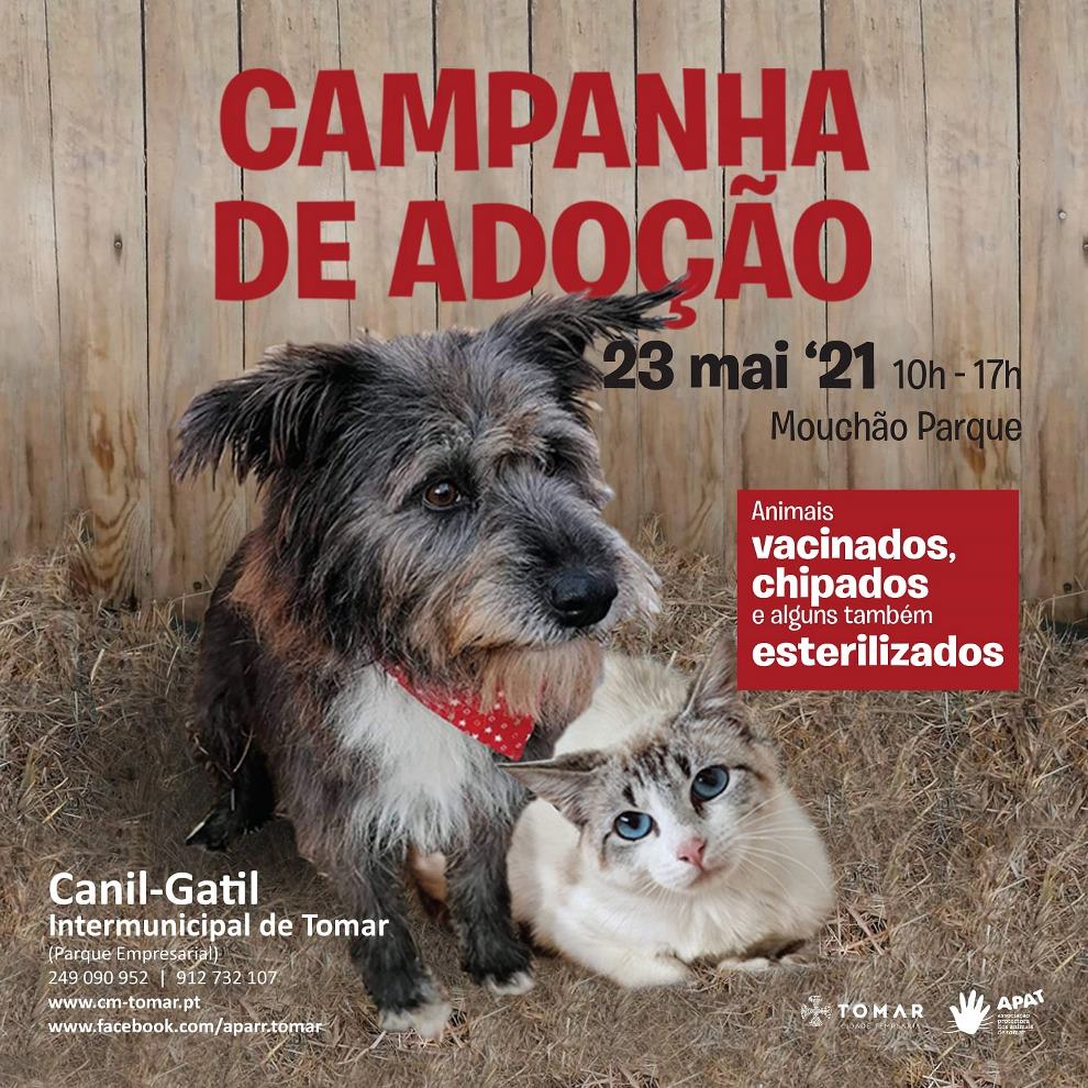 Quem quer adotar um cão ou um gato? 23 5 4985 8096817971535652662 n