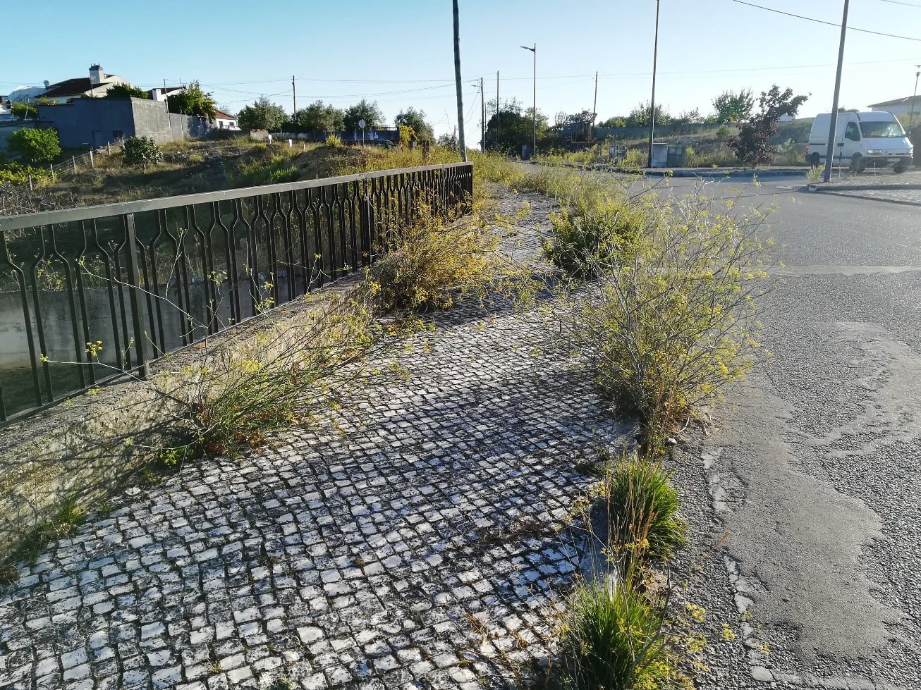 Ervas e mais ervas na rua Diogo de Arruda ervas IMG 20210919 083404
