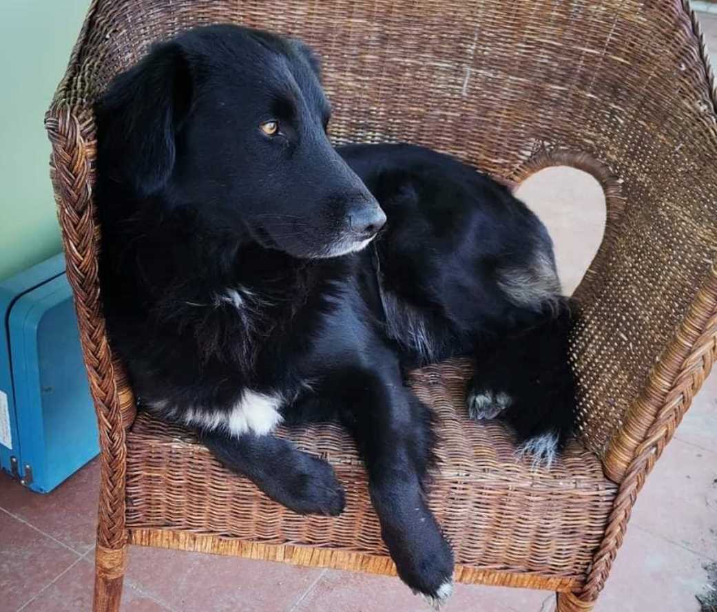 Apelos: cães desaparecidos apelo 2258070 7380127466527869543 n
