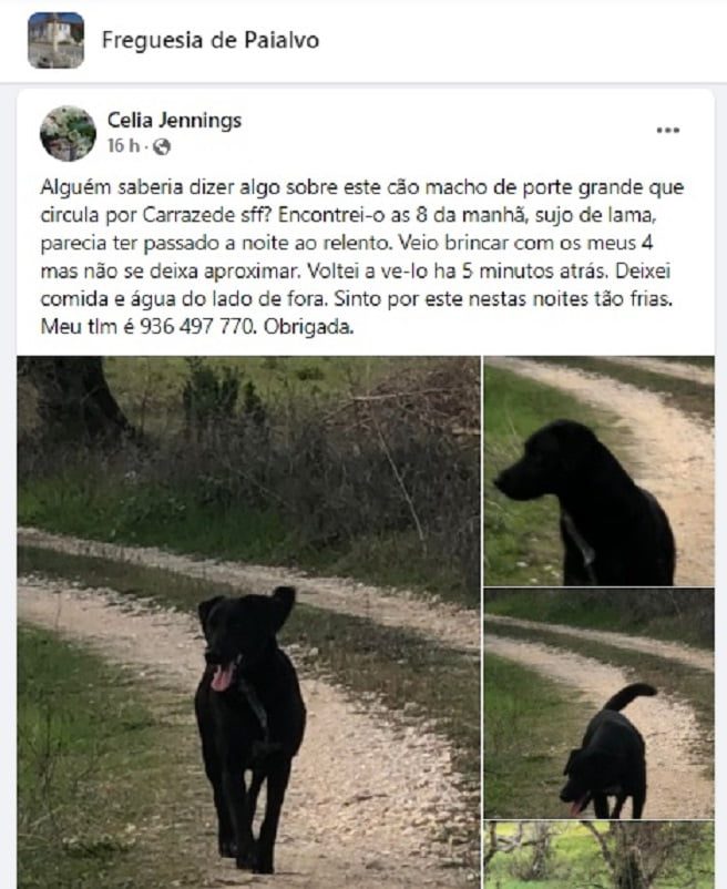 Apelos: cães desaparecidos apelo 456