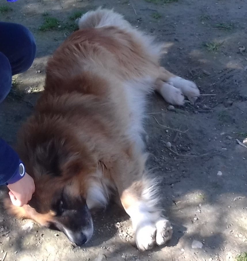 Apelos: cães desaparecidos apelo 578588 2734518895268169720 n