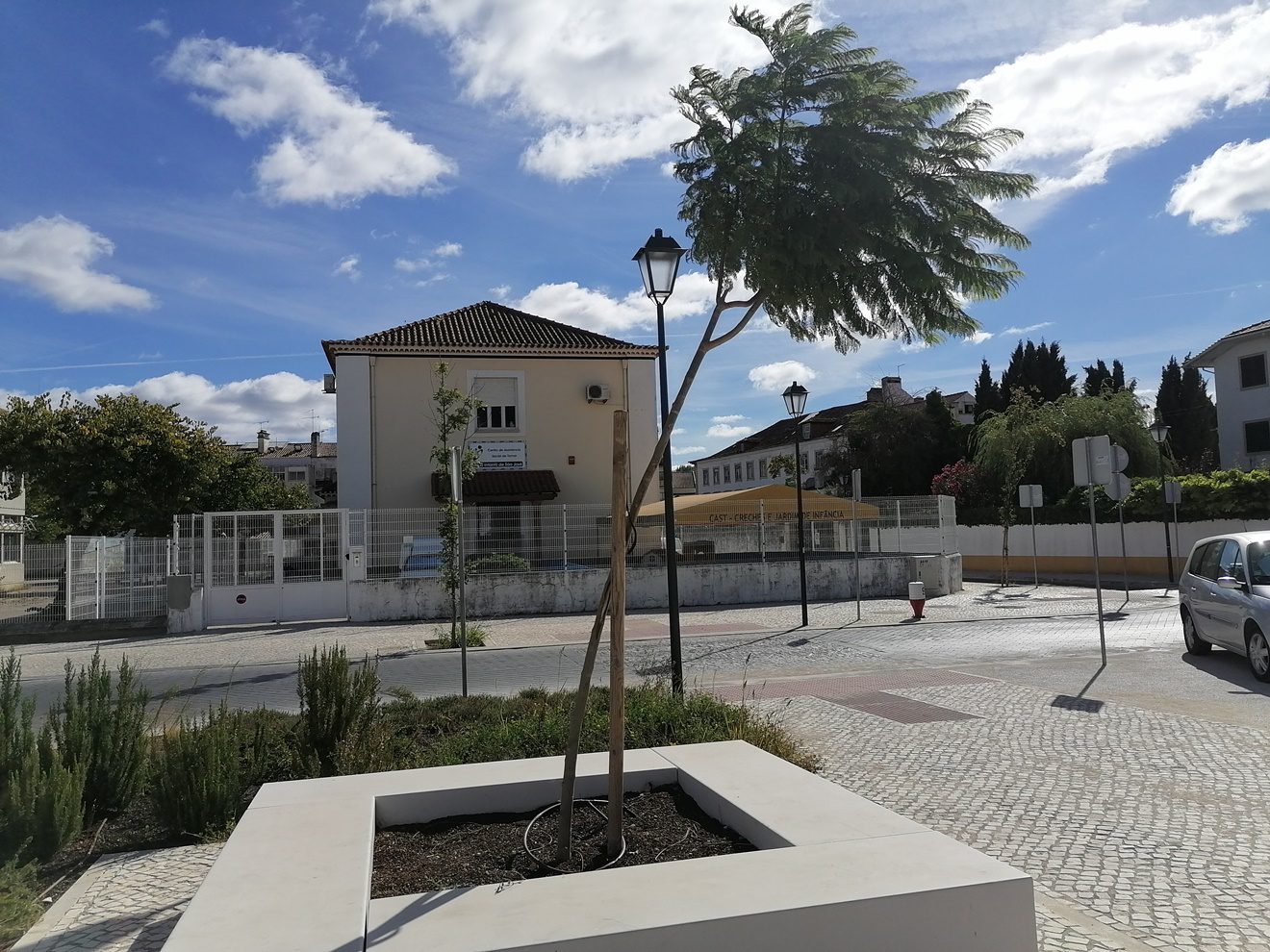 Desta vez os Jacarandás da Várzea Grande vingaram arvores varzea grande IMG 20220902 102051