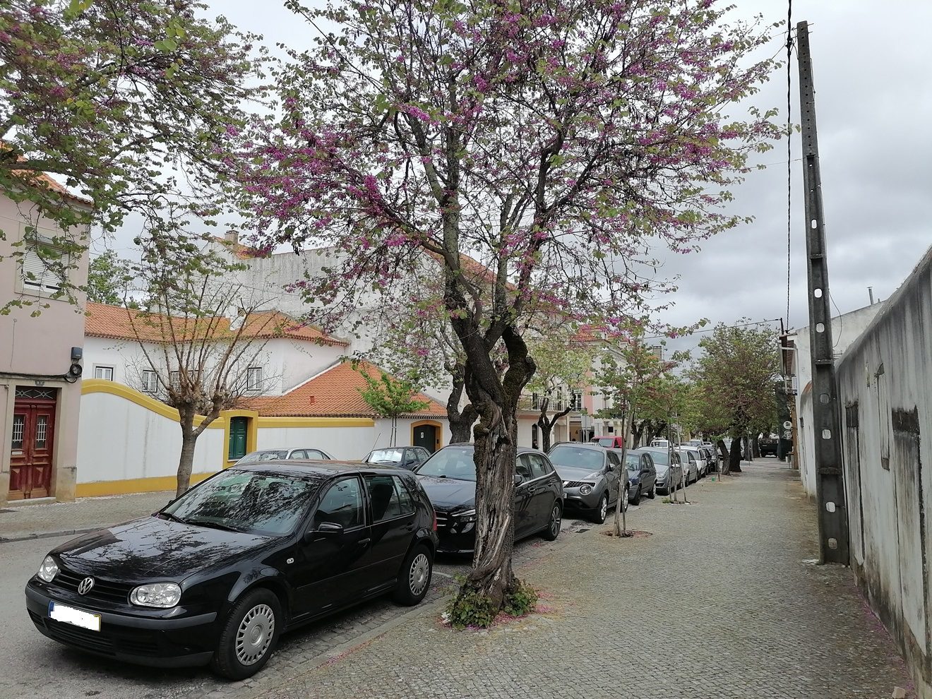 Árvore em risco de queda na rua dos Arcos arvore IMG 20230412 135620
