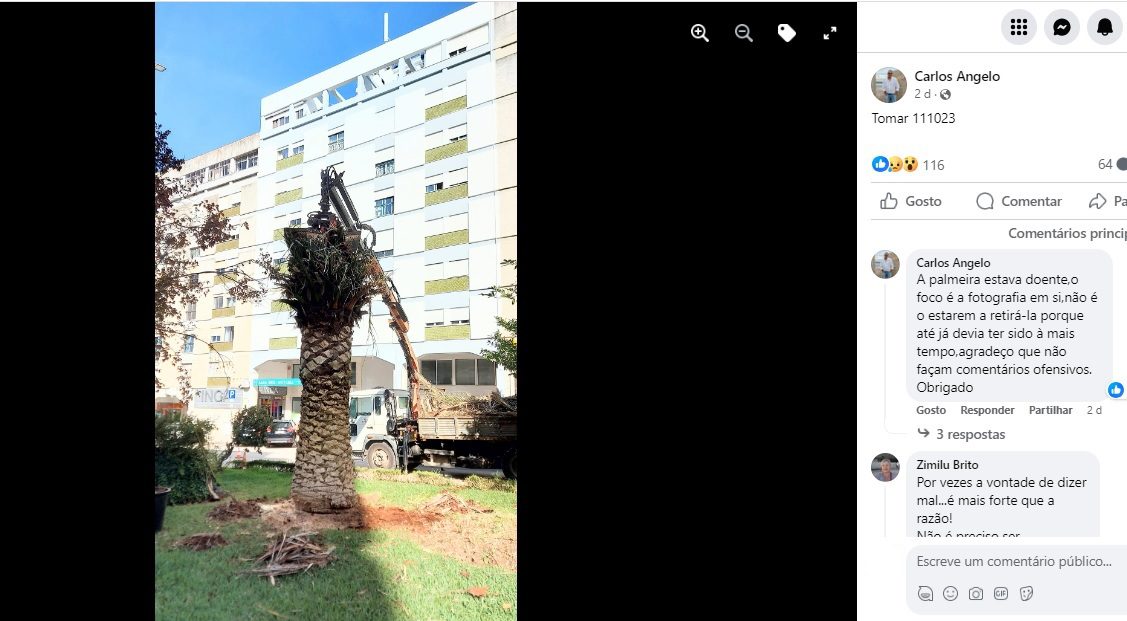 ACT levanta processo contra a câmara de Tomar palmeira 678