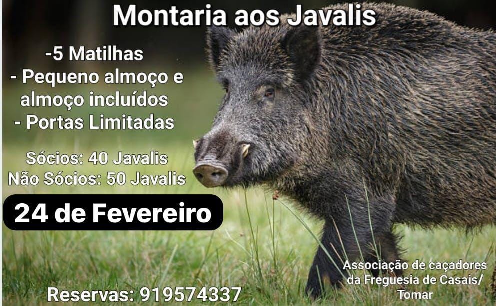 Nove javalis abatidos nos Casais 24 2 0482224378 856614520688030038 n