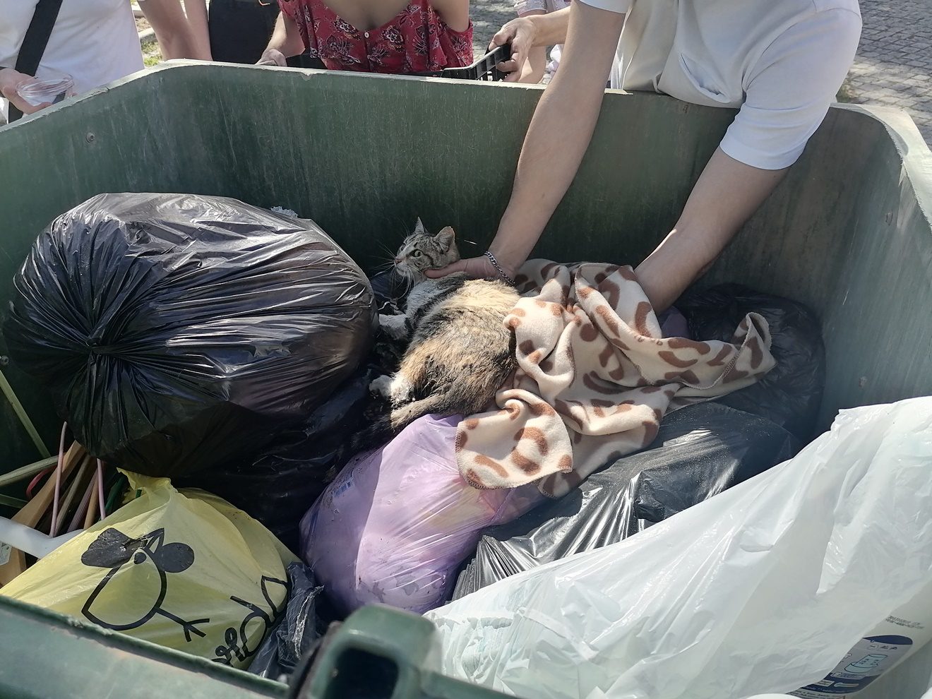 Cidadãos recolhem gato ferido e abandonado em caixote do lixo gato IMG 20240413 161651