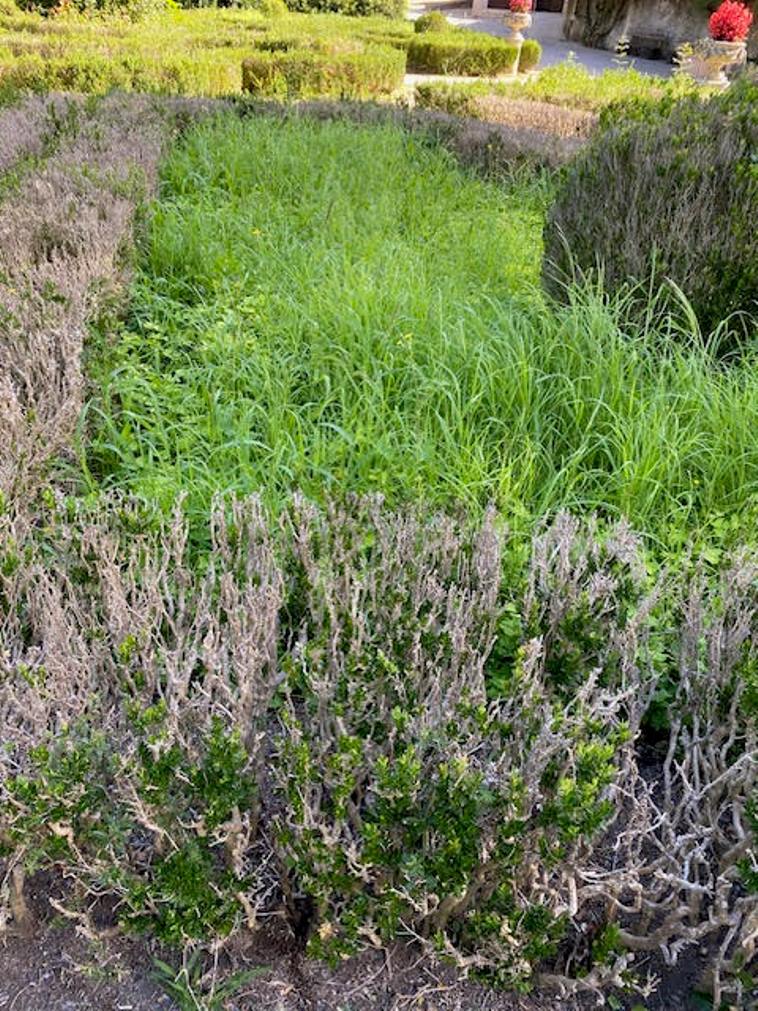 Canteiros da Mata dos Sete Montes cheios de erva mata unnamed