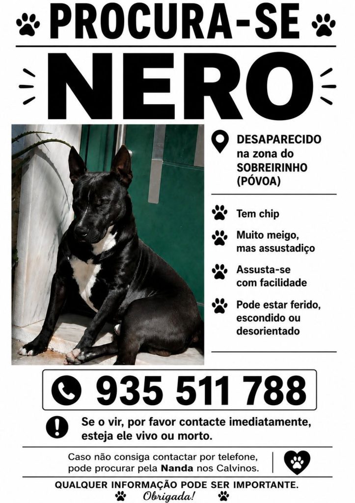 Apelo: cão desapareceu no rio Nabão 729644325 27987665820840078 6198300474792986290 n