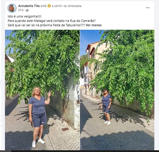 Árvore tapa rua de Tomar arv