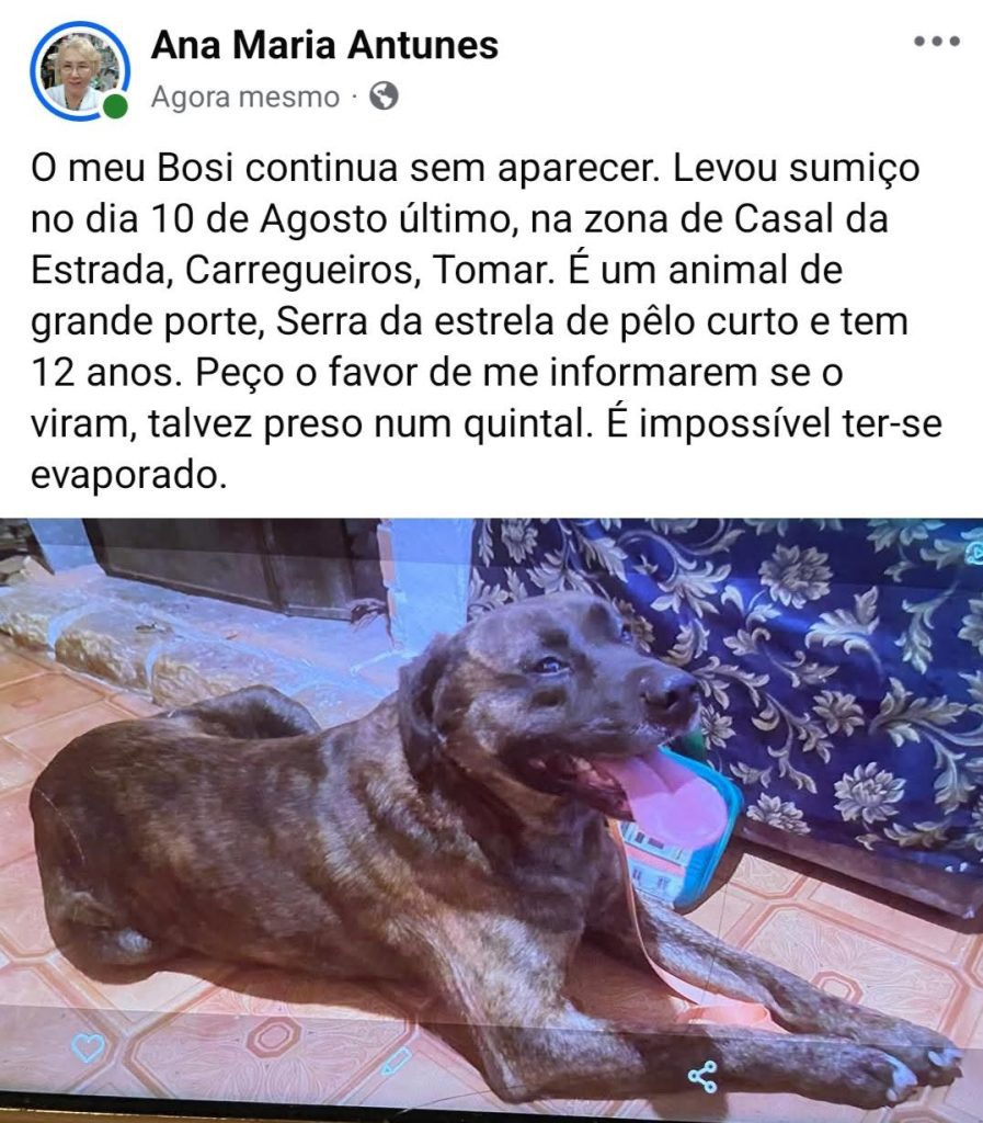 Apelo: cão desapareceu apelo 8952726046265 2678388147139469396 n