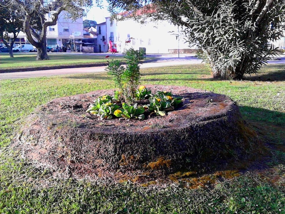 Na natureza nada se perde… palmeira IMG 20190323 075623