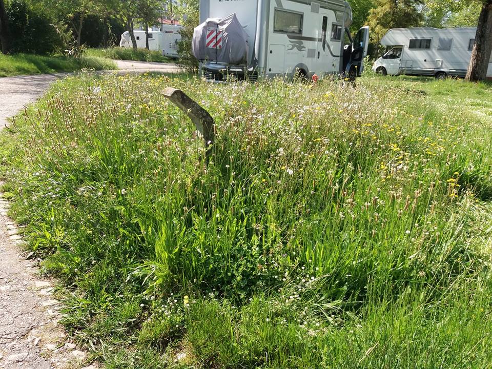 Ervas tomam conta do antigo parque de campismo erva 4961016504842715136 n