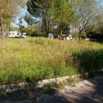 Ervas tomam conta do antigo parque de campismo erva 5532302388490141696 n