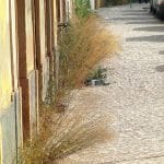 A festa, o protagonismo e o essencial ervas IMG 2822
