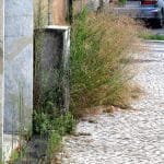 A festa, o protagonismo e o essencial ervas IMG 2826