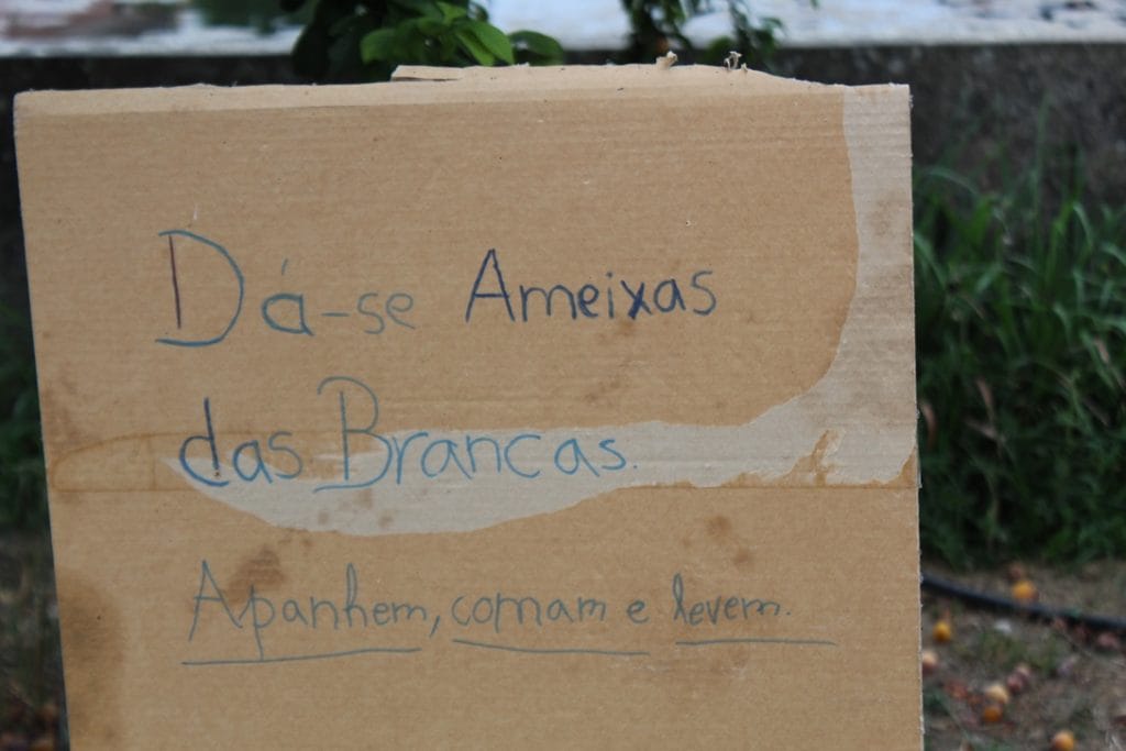 ameixa IMG 4454