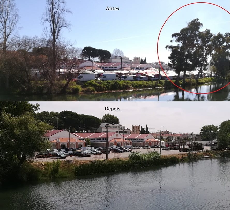 Câmara abate cinco eucaliptos junto ao mercado (c/ fotos e vídeo) mercado IMG 20190315 095643 Copy