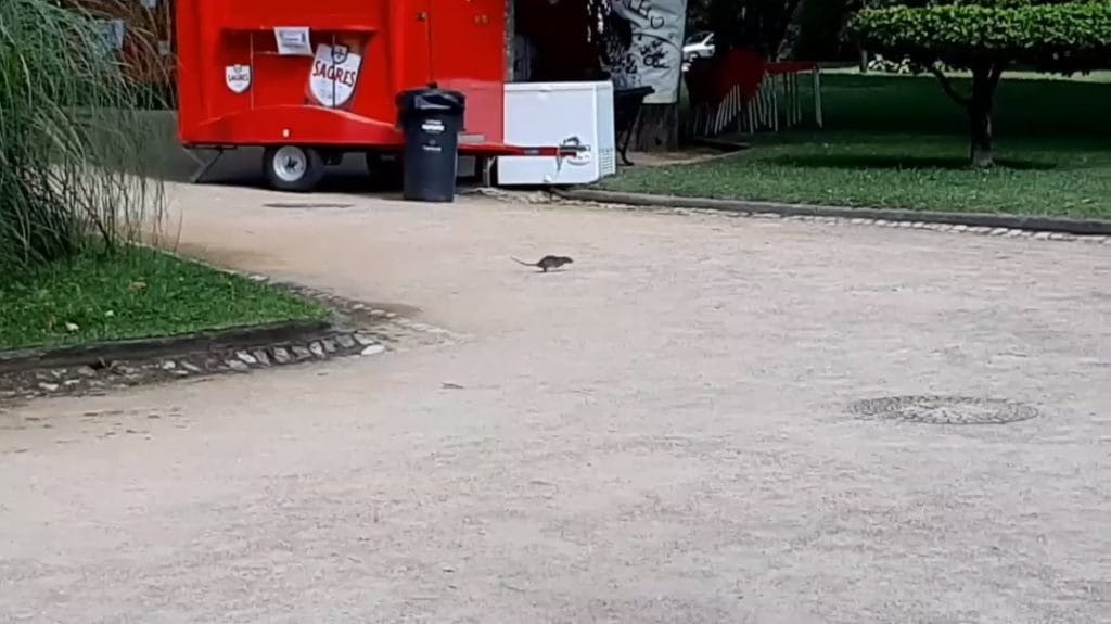 Ratos em vários locais da cidade (c/ vídeo) ratos varzea pequena Untitled