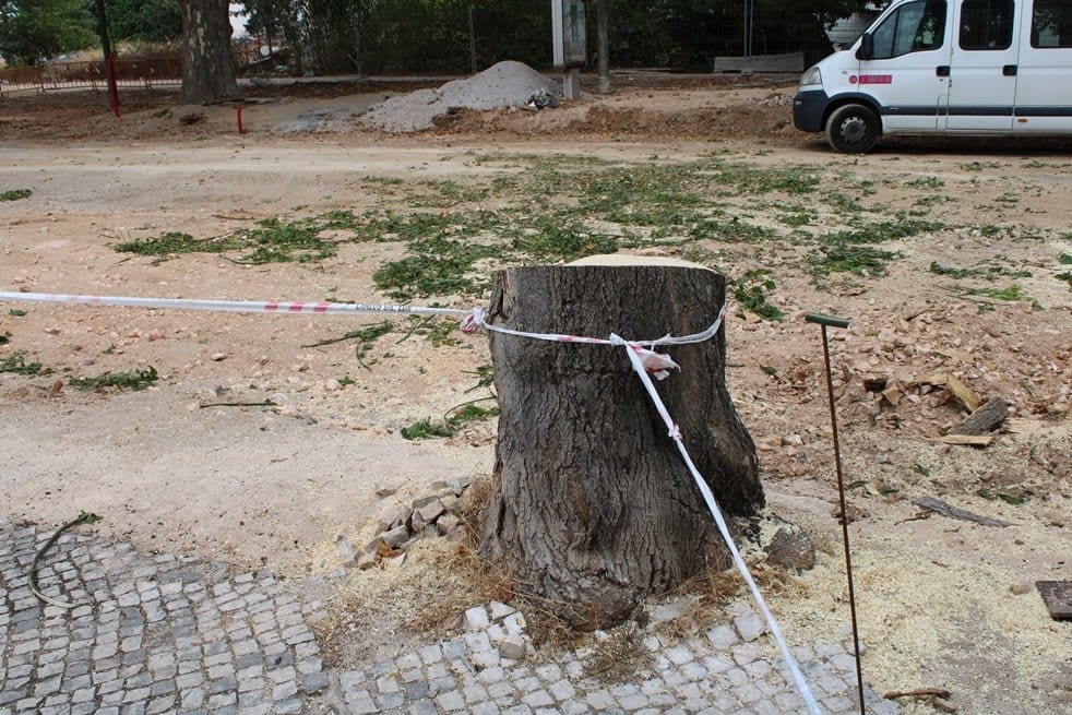 Já começou o abate de árvores na av. D. Nuno Álvares Pereira av. d. nuno alvares pereira IMG 0878