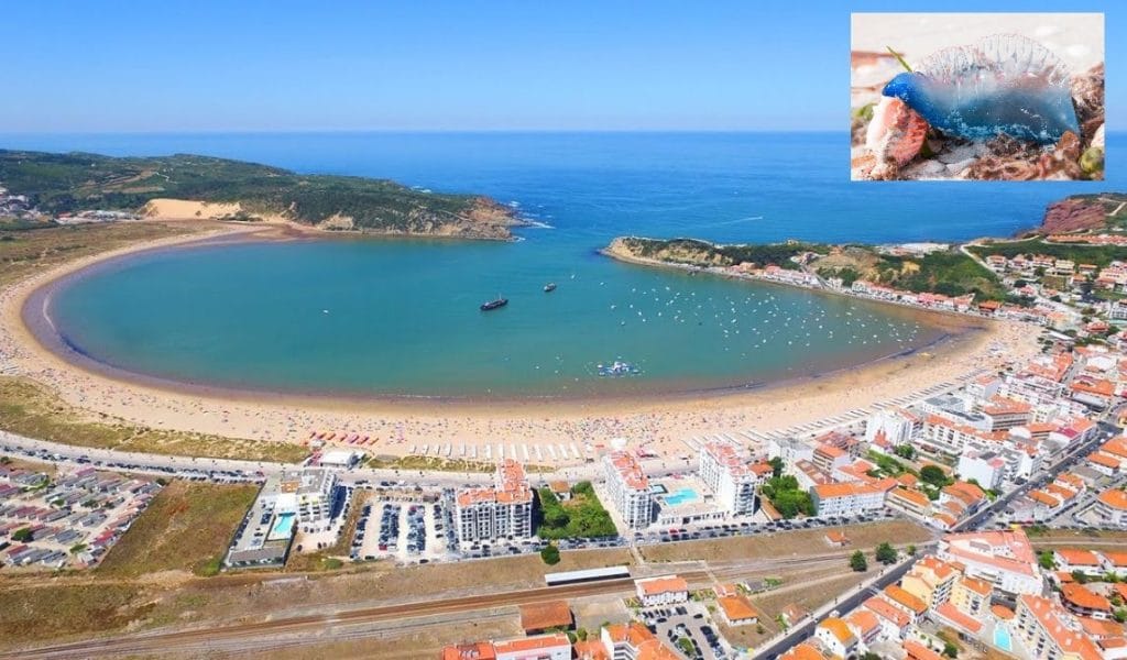 Bandeira vermelha na praia de S. Martinho do Porto por causa de caravelas s. martinho