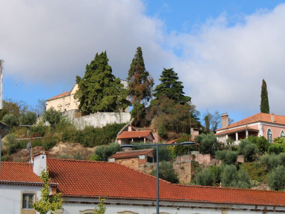 Cedros vão ser desbastados IMG 1321