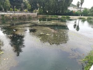 algas IMG 20190825 163344