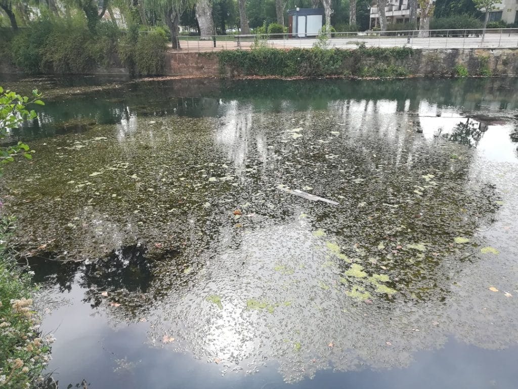 algas IMG 20190825 163348