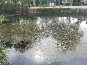 algas IMG 20190825 163348