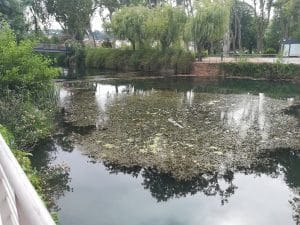 algas IMG 20190825 163434