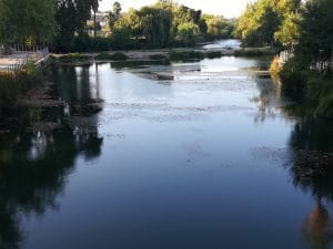 algas IMG 20190827 190001