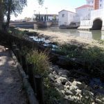 Várias árvores abatidas junto ao rio Nabão (c/ fotos e vídeo) arvores 097143158 8214978397961453568 n