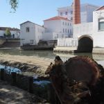Várias árvores abatidas junto ao rio Nabão (c/ fotos e vídeo) arvores 09915 9017638542121107456 n