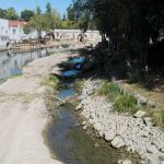 Várias árvores abatidas junto ao rio Nabão (c/ fotos e vídeo) arvores 09962 8964409191355645952 n