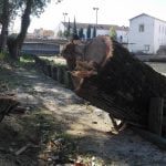 Várias árvores abatidas junto ao rio Nabão (c/ fotos e vídeo) arvores 900 3407705337015304192 n