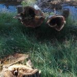 Várias árvores abatidas junto ao rio Nabão (c/ fotos e vídeo) arvores 90 8829484928350552064 n