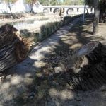Várias árvores abatidas junto ao rio Nabão (c/ fotos e vídeo) arvores 96 3061756295531986944 n