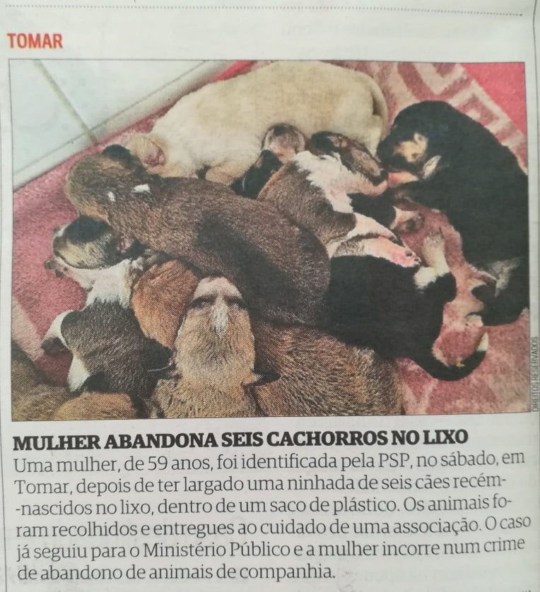 Caso dos cachorros no lixo é notícia na imprensa nacional IMG 20191005 101017