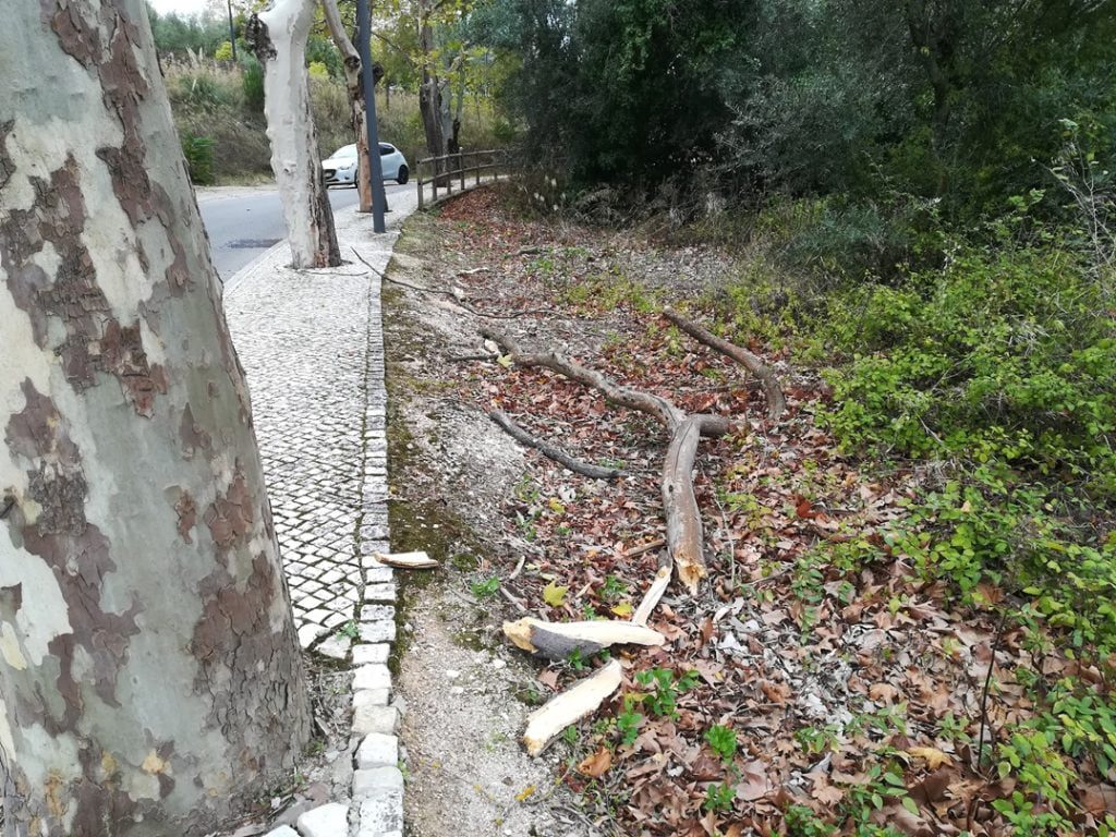 Ramo de árvore cai em cima de caminheira na estrada do Convento IMG 20191023 133918