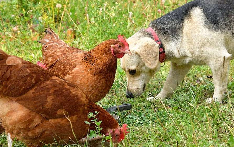 Câmara recolhe cães e galináceos abandonados caes e galinhas