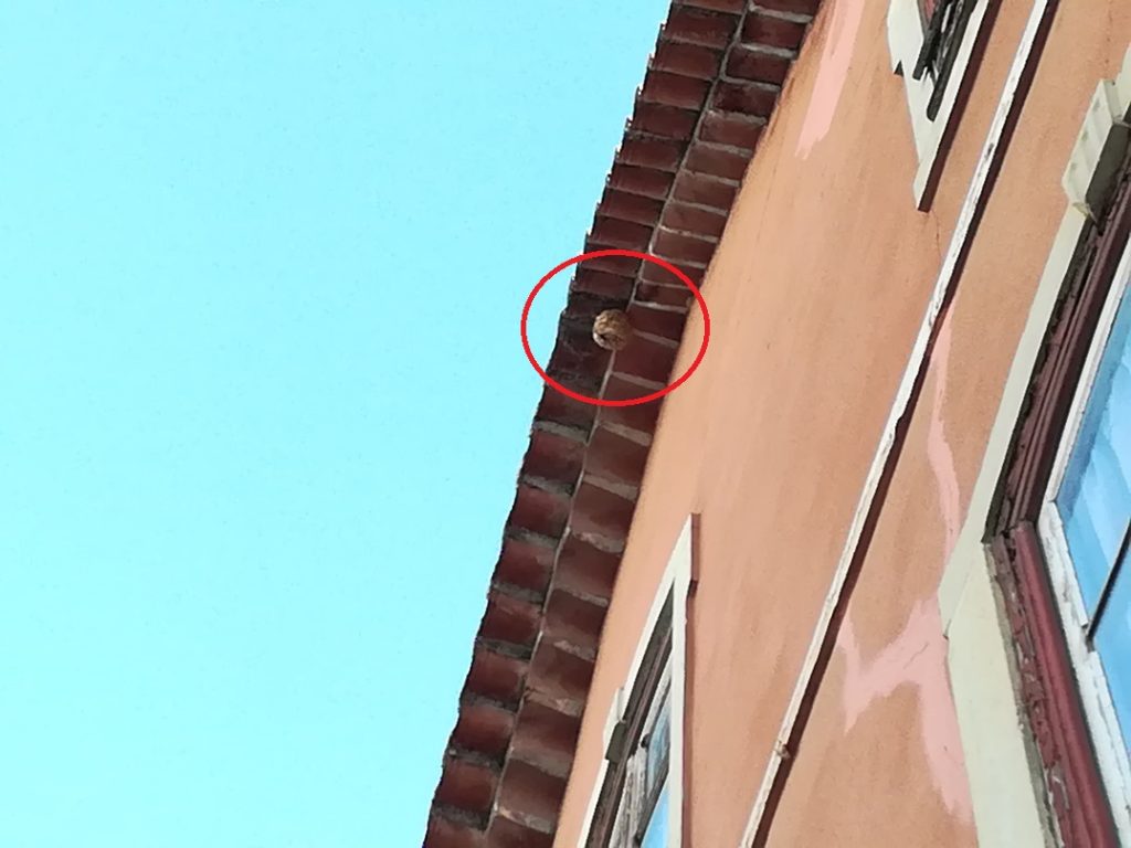 Tomar: primeiro ninho de vespa asiática detetado na cidade (c/ vídeo) vespa asiatica IMG 20191001 184433