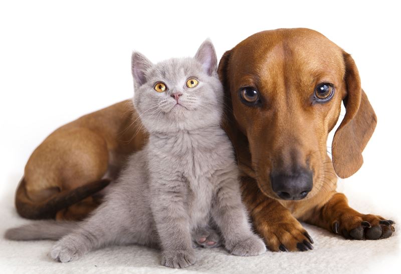 Santarém: aves e animais de companhia em exposição animais
