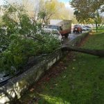 Árvore que caiu em cima de carro tinha raízes podres arvore 0 5190569097926017024 n