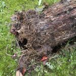 Árvore que caiu em cima de carro tinha raízes podres arvore 56301 8144726111822020608 n