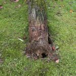 Árvore que caiu em cima de carro tinha raízes podres arvore 71 5662855083457511424 n