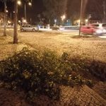 Câmara abate e substitui uma dezena de árvores arvores 034081 5410680940575850496 n
