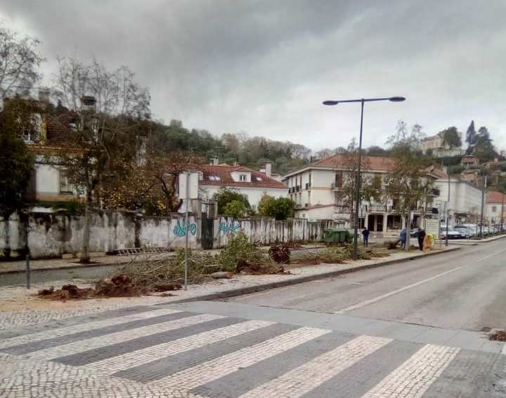 Câmara abate e substitui uma dezena de árvores arvores 27 11 989 4246027719915077632 n