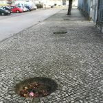 O que falta aqui? (c/ fotos) arvores IMG 20191110 082651
