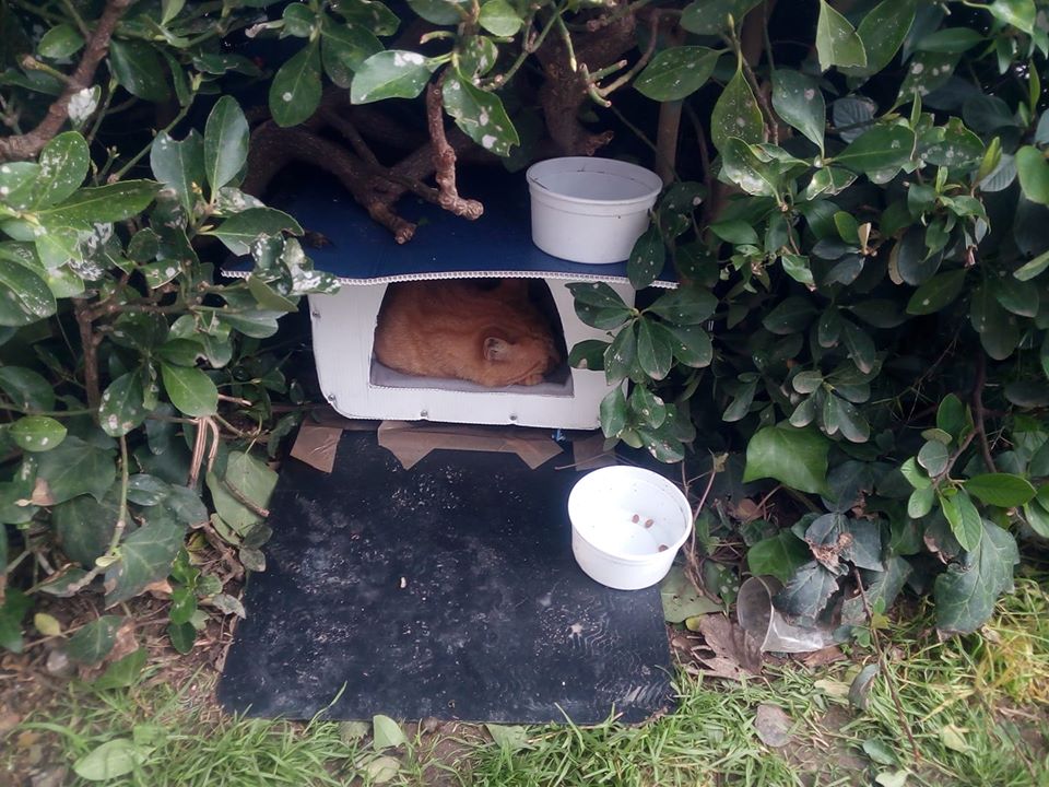 Comerciantes e moradores adotam um gato de rua gata 917911 3636107106496544768 o